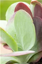 Kalanchoe thyrsiflora - Wüstenkohl Kalanchoe thyrsiflora - Wüstenkohl