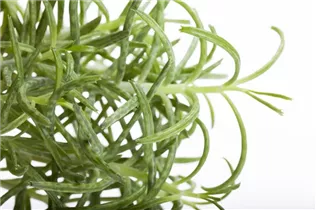 Kalanchoe tubiflora - Kronleuchterpflanze