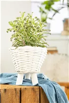 Kalanchoe tubiflora - Kronleuchterpflanze