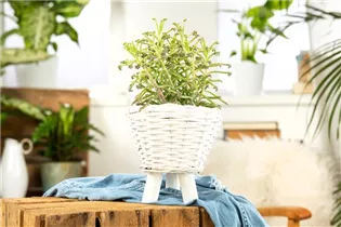 Kalanchoe tubiflora - Kronleuchterpflanze