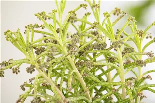 Kalanchoe tubiflora - Kronleuchterpflanze