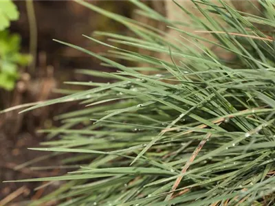 Koeleria glauca - Blaugraues Schillergras Koeleria glauca - Blaugraues Schillergras
