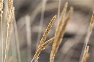 Koeleria glauca - Blaugraues Schillergras Koeleria glauca - Blaugraues Schillergras