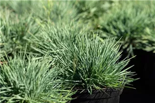 Koeleria glauca - Blaugraues Schillergras Koeleria glauca - Blaugraues Schillergras