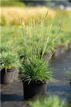 Koeleria glauca - Blaugraues Schillergras Koeleria glauca - Blaugraues Schillergras