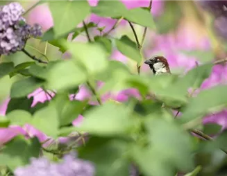 Mit dem Vogelhaus den gefiederten Freunden Gutes tun