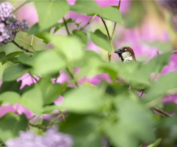 - Mit dem Vogelhaus den gefiederten Freunden Gutes tun  - Mit dem Vogelhaus den gefiederten Freunden Gutes tun