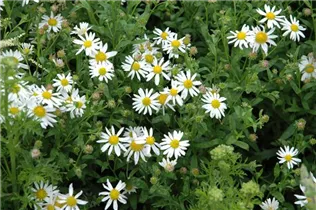 Kalimeris incisa 'Alba' - Garten-Schönaster 'Alba' Kalimeris incisa 'Alba' - Garten-Schönaster 'Alba'