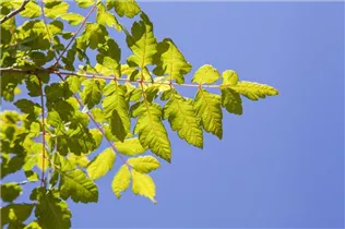Koelreuteria paniculata - Blasenbaum Koelreuteria paniculata - Blasenbaum