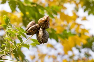 Koelreuteria paniculata - Blasenbaum Koelreuteria paniculata - Blasenbaum