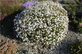 Kalimeris incisa 'Madiva' - Garten-Schönaster 'Madiva'