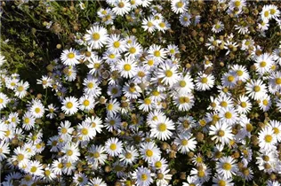 Kalimeris incisa 'Madiva' - Garten-Schönaster 'Madiva'