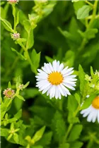 Kalimeris incisa 'Madiva' - Garten-Schönaster 'Madiva'