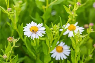 Kalimeris incisa 'Madiva' - Garten-Schönaster 'Madiva'