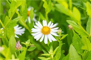 Kalimeris incisa 'Madiva' - Garten-Schönaster 'Madiva'