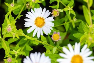 Kalimeris incisa 'Madiva' - Garten-Schönaster 'Madiva'