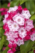 Kalmia latifolia - Berglorbeer Kalmia latifolia - Berglorbeer