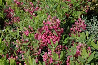 Kalmia latifolia - Berglorbeer Kalmia latifolia - Berglorbeer