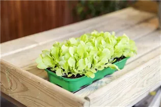 Lactuca sativa var. capitata 'Pia' - Kopfsalat 'Pia'