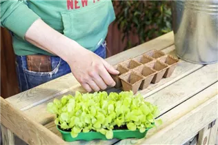 Lactuca sativa var. capitata 'Pia' - Kopfsalat 'Pia'