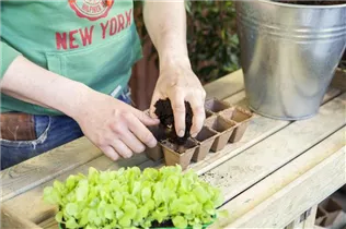 Lactuca sativa var. capitata 'Pia' - Kopfsalat 'Pia'