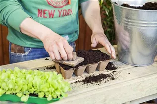 Lactuca sativa var. capitata 'Pia' - Kopfsalat 'Pia'