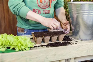 Lactuca sativa var. capitata 'Pia' - Kopfsalat 'Pia'