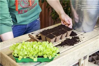 Lactuca sativa var. capitata 'Pia' - Kopfsalat 'Pia'