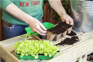 Lactuca sativa var. capitata 'Pia' - Kopfsalat 'Pia'