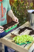 Lactuca sativa var. capitata 'Pia' - Kopfsalat 'Pia'