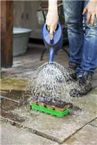 Lactuca sativa var. capitata 'Pia' - Kopfsalat 'Pia'