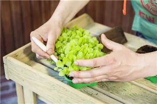 Lactuca sativa var. capitata 'Pia' - Kopfsalat 'Pia'