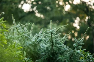 Koniferen - Nadelgehölze