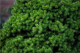 Koniferen - Nadelgehölze