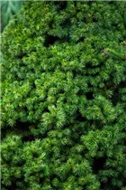 Koniferen - Nadelgehölze