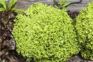 Lactuca sativa var. crispa - Pflück-Salat