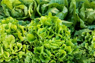 Lactuca sativa var. crispa - Pflück-Salat