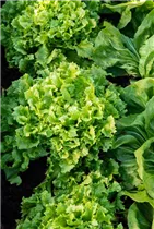 Lactuca sativa var. crispa - Pflück-Salat