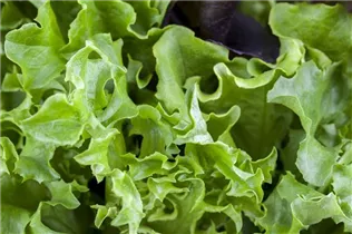 Lactuca sativa var. crispa - Pflück-Salat