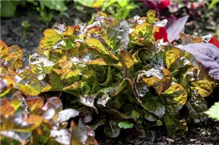 Lactuca sativa var. crispa - Pflück-Salat