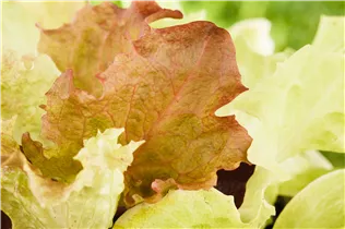 Lactuca sativa var. crispa - Pflück-Salat