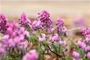 Erica carnea 'Winterfreude' - Schneeheide 'Winterfreude'