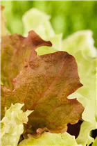 Lactuca sativa var. crispa - Pflück-Salat