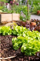 Lactuca sativa var. crispa - Pflück-Salat