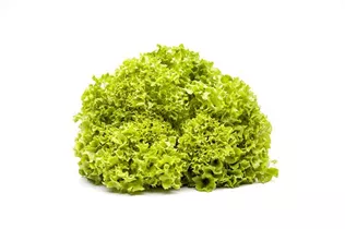 Lactuca sativa var. crispa 'Lollo bionda' - Blatt-Salat 'Lollo bionda' Lactuca sativa var. crispa 'Lollo bionda' - Blatt-Salat 'Lollo bionda'