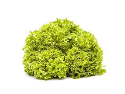 Lactuca sativa var. crispa 'Lollo bionda' - Blatt-Salat 'Lollo bionda' Lactuca sativa var. crispa 'Lollo bionda' - Blatt-Salat 'Lollo bionda'