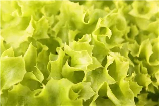 Lactuca sativa var. crispa 'Lollo bionda' - Blatt-Salat 'Lollo bionda' Lactuca sativa var. crispa 'Lollo bionda' - Blatt-Salat 'Lollo bionda'