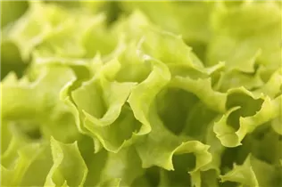 Lactuca sativa var. crispa 'Lollo bionda' - Blatt-Salat 'Lollo bionda' Lactuca sativa var. crispa 'Lollo bionda' - Blatt-Salat 'Lollo bionda'