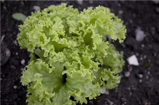 Lactuca sativa var. crispa 'Lollo bionda' - Blatt-Salat 'Lollo bionda' Lactuca sativa var. crispa 'Lollo bionda' - Blatt-Salat 'Lollo bionda'