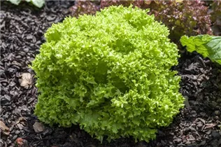 Lactuca sativa var. crispa 'Lollo bionda' - Blatt-Salat 'Lollo bionda' Lactuca sativa var. crispa 'Lollo bionda' - Blatt-Salat 'Lollo bionda'
